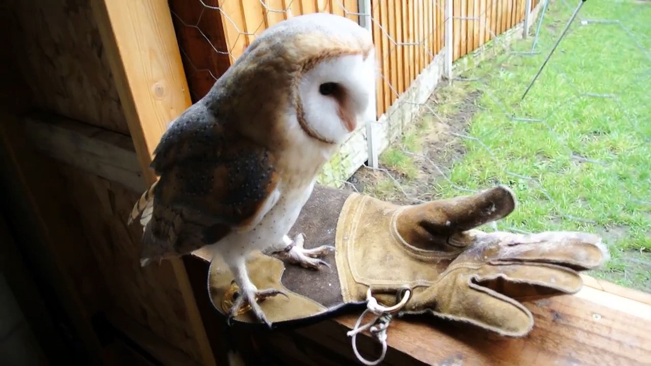 Peçeli Baykuş (Barn Owl)