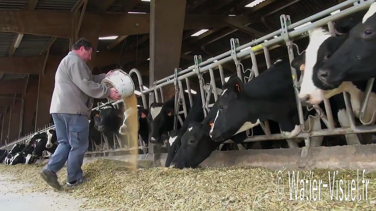 Vaches laitières Prim Holstein nourries avec de l'ensilage de maïs