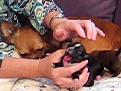 1 Week Old Chihuahua Puppies - chihuahuasweelove.com