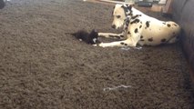 Foster kitten adorably plays with Dalmatian