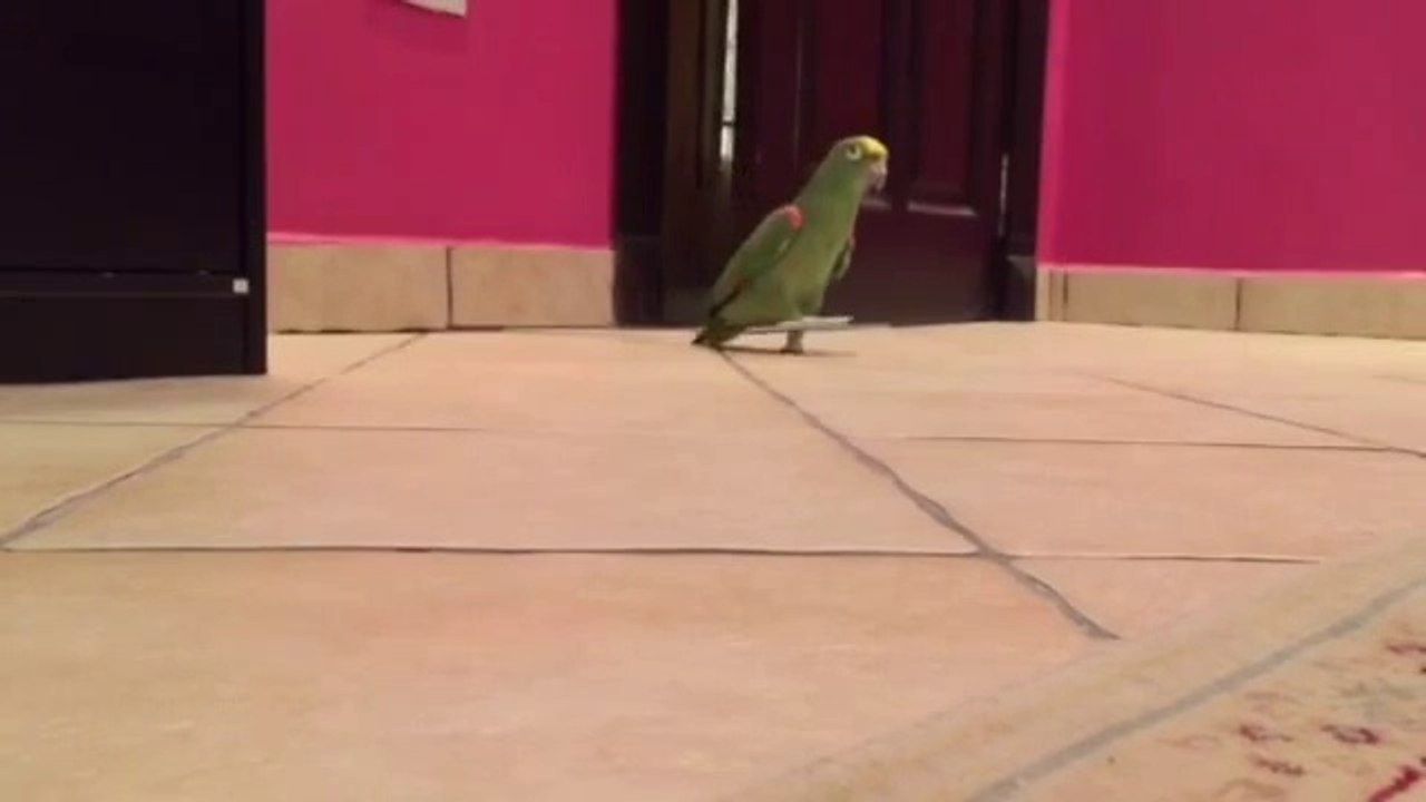 Un perroquet rigole comme un méchant de films Marvel!