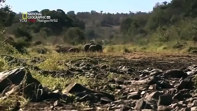 Animal Planet 2015 - Discovery Channel - Wildlife Animals - Lion Documentary [720 HD]