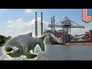 Army Corps proposes structures to prevent carp migration