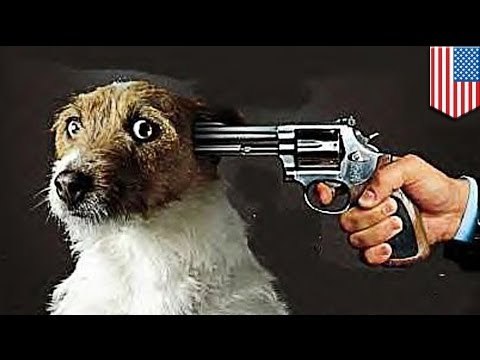 Police state? Florida cop kills German shepherd, arrests owner