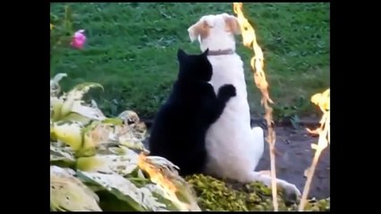 Funny Cats Compilation [Most See] Funny Cat Videos Ever Part 1