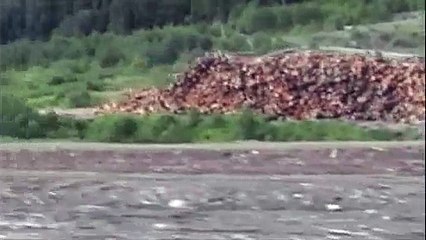 Forêt québécoise