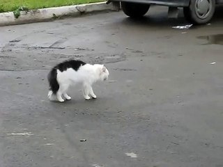 Wild Cats Fight Kedilerin mücadelesi 1