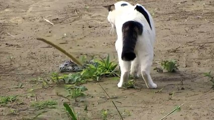 Cat & Snake kedinin yılanla mücadelesi