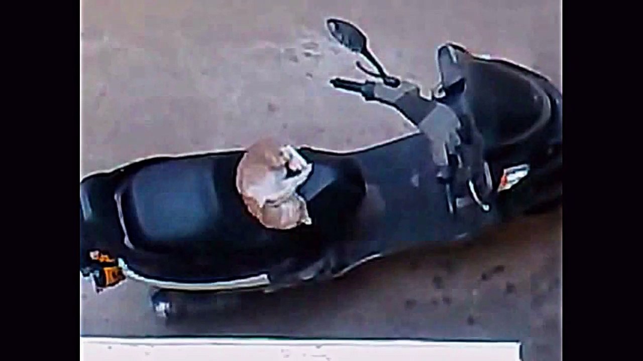 Un chat qui s'amuse sur un scooter