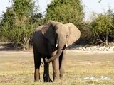 African Wildlife - Elephants playing and bathing