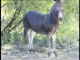 Donkey Mates with Zebra. Meet the Zonkey.