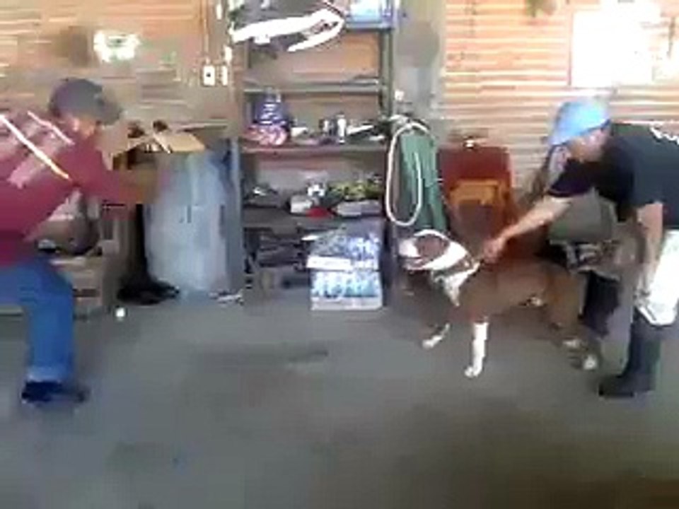 Ce chien peut escalader des murs lisses verticaux