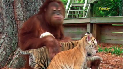 Orangutan Babysits Tiger Cubs