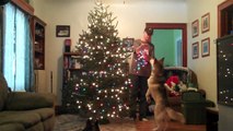 2009 Siberian Huskies Shiloh and Shelby Help Put up the Christmas Tree