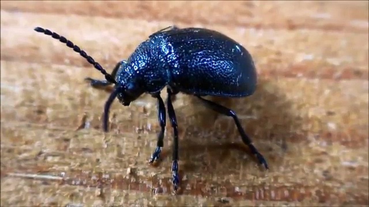 Rynnica olszowa Linaeidea aenea Rynnica alder 昆蟲 昆虫 곤충 แมลง حشرهحشرةחרקແມງໄມ້