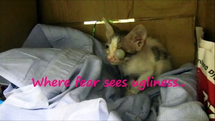 Dog adopts sick kitten - zeil.gr