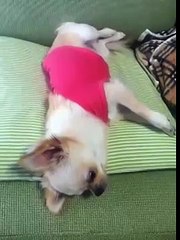 【癒し系動画】チワワ・きなこもちの一日 アクロバティックな寝方編