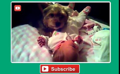 Funny Dogs Protecting Babies Compilation 2014