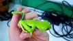 Red Eyed Tree Frog - SO CUTE!
