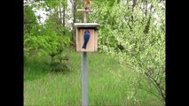 Mama Blue, Papa Blue and a Predator - Eastern Bluebirds/House Sparrow