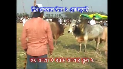 bangladeshi bullfight 2010