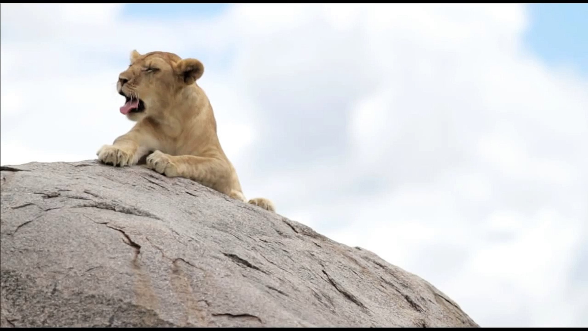 ⁣Lion in Serengeti (Tanzania)