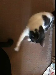 Joony, my 15-year old cat, still likes to play
