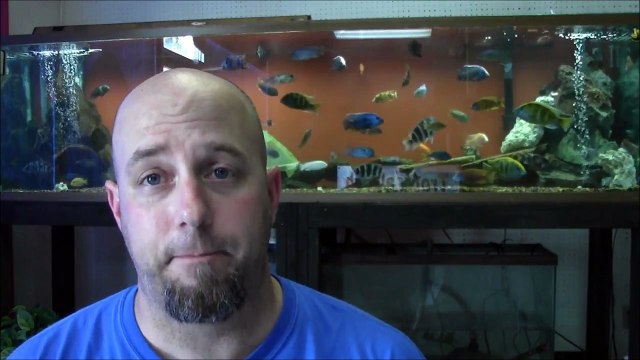 240 GALLON AFRICAN CICHLID TANK OVERHAUL!! Presented by KGTropicals
