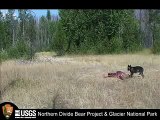 Brown bear and cubs vs wolf - Ours brun et oursons contre loup