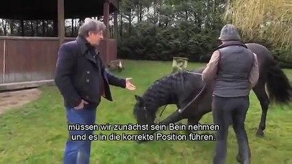 Die Gerte in der Pferdedressur - Pferdetrainer Mario Lurashis erzählt von seiner Arbeit