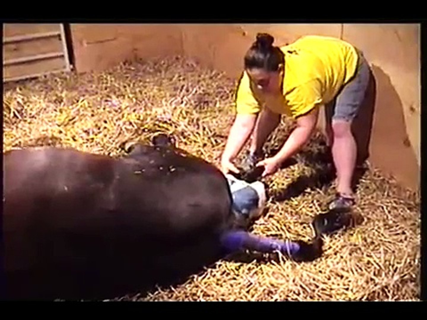 ⁣Gypsy's baby a Friesian Cross foaled  March 2009