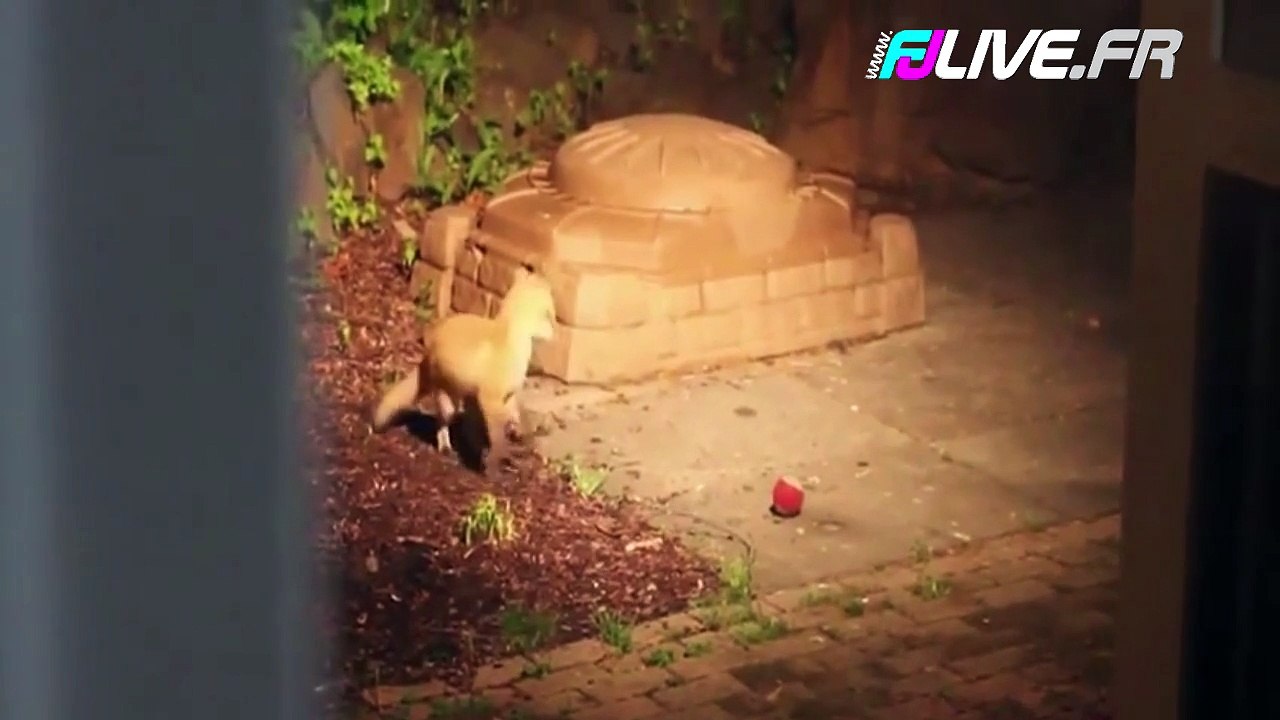 deux renardeaux jouent avec une balle