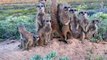 174 meerkat meerkats suricate suricates conservation oudtshoorn western cape south africa