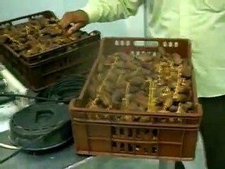 DATTES DEGLET NOUR TUNISIE