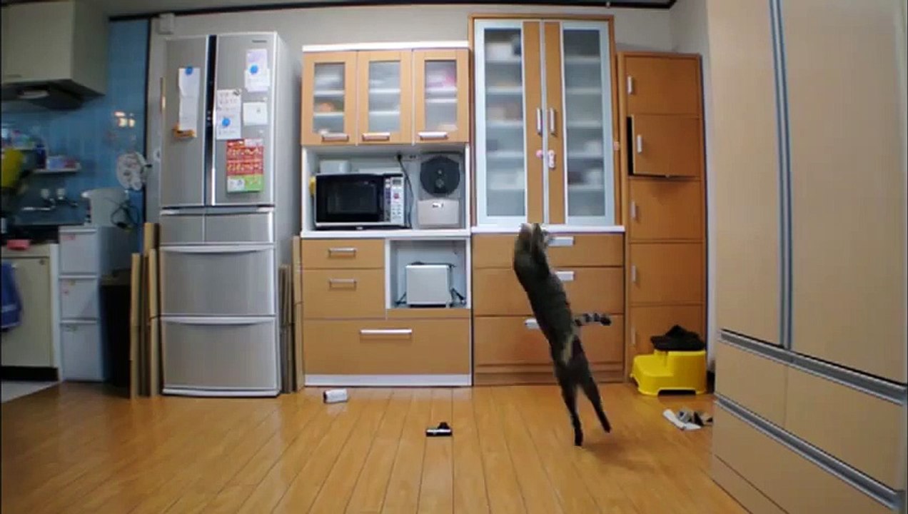 Gato Guarda-Redes Defende Tudo!