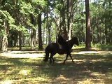 Peruvian Paso Horse 4-beat Rhythm