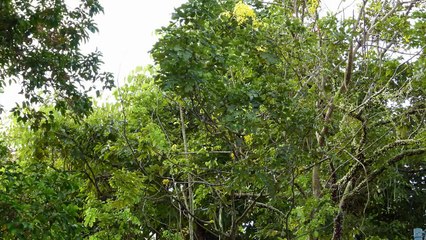 The Songs Of Hill Myna In The Wild