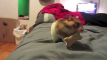Hamster Eats TWO Dog Biscuits