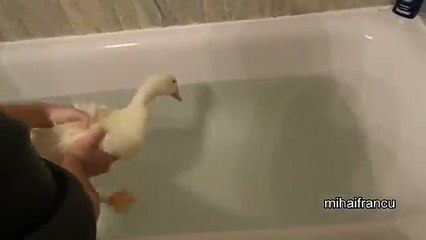 Happy Duck Loves Bath