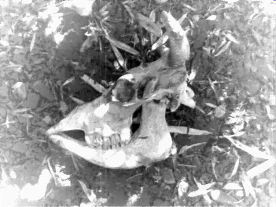 Stille (Words and thoughts against terror)