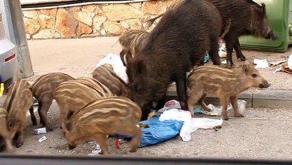 חזירי בר בחיפה (Wild pigs in Haifa)