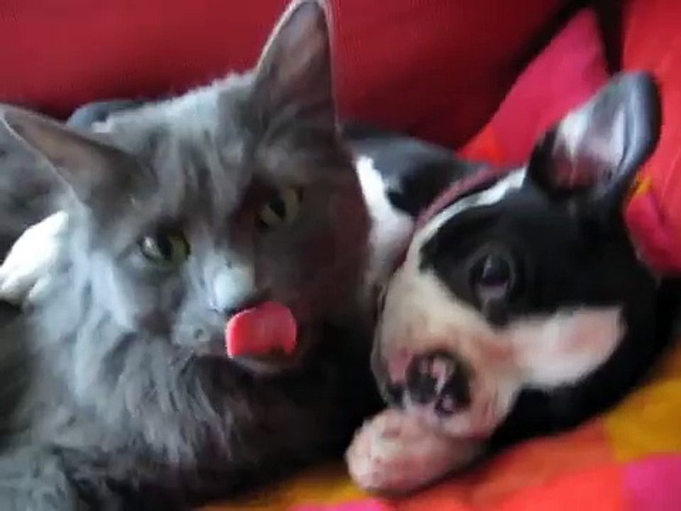 Boston Terrier Vs. Kitten