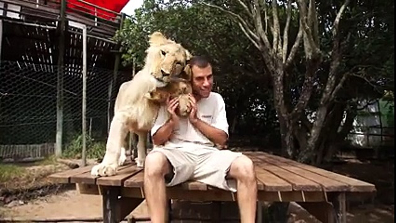 Aslanların Bakıcısına Olan Sevgisi Görülmeye Değe