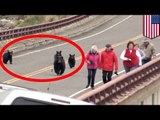 Bear encounter: Tourists flee black bears in Yellowstone National Park - TomoNews