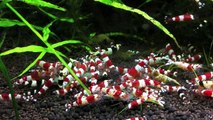 Crystal Red/Black Shrimp Tank