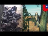 Monkeys invade poultry farm, kill 50 chickens