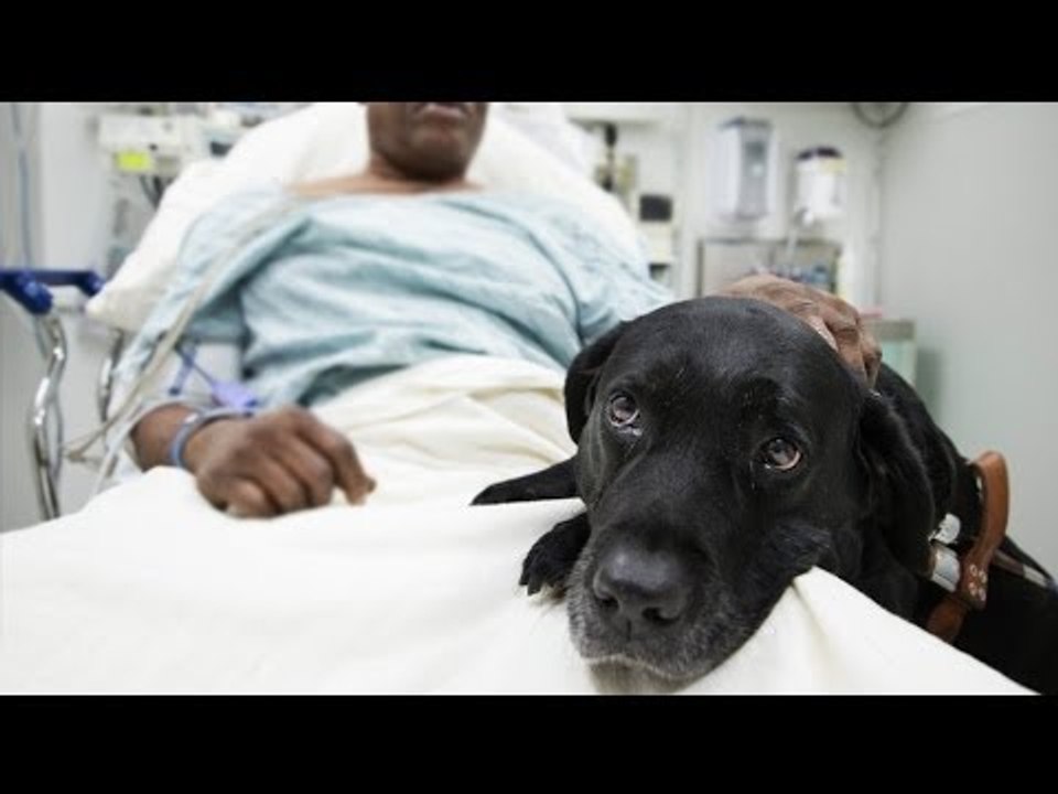 Loyal guide dog saves blind owner's life after subway track fall