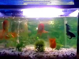 Betta fish Vs Goldfish