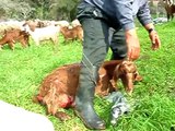 Ovelhas e Cabras na Galileia - Sheeps and Goats in Galilee