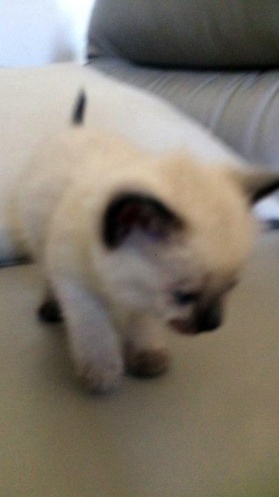 CHATON FEMELLE - NEE LE 20 AVRIL 2015